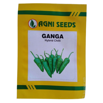 Ganga - Chilli
